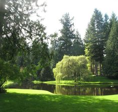 a pond in the middle of a lush green park with lots of trees around it