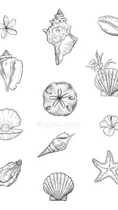 an ink drawing of sea shells and starfish