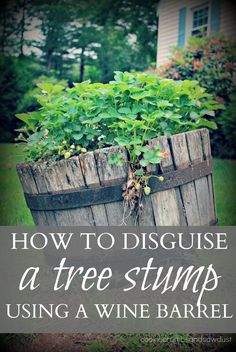 a wooden barrel with plants growing out of it and the words how to discuss a tree stump using a wine barrel