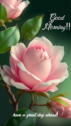 a pink rose with green leaves and good morning message on the back ground that says, have a great day ahead