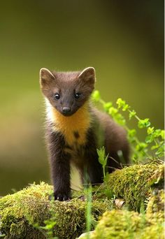 a small animal standing on top of a moss covered ground