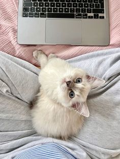 a small white cat laying on top of a bed next to a laptop computer