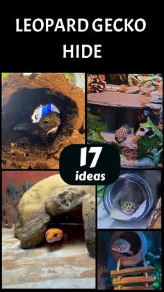 several different pictures with the words leopadd gecko hide 17 ideas on them