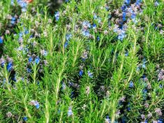 blue and purple flowers are growing in the grass