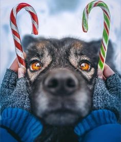 a dog with two candy canes on its head and his owner's hand