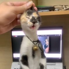 a cat that is sitting on top of a laptop computer and being petted by someone's hand