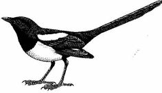 a black and white drawing of a bird