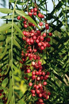 some red berries hanging from a tree with green leaves