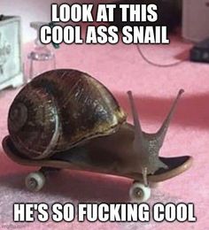 Snail In My Ear Telling Me, Pet Snails, Cool Bugs, Beautiful Bugs, Creepy Crawlies, Arthropods, Silly Images, Little Critter, Bugs And Insects