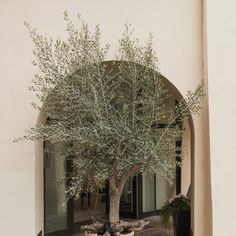 Mission Olive Tree Olive Tree Interior Design, Olive Trees In Pots Front Door, Olive Tree Aesthetic, Olive Tree Interior, Olive Tree Indoor, Olive Pot, Olive Tree Care, California Mediterranean, Olive Trees Landscape