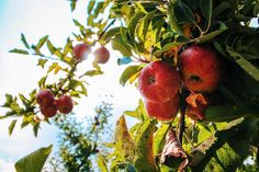 an apple tree filled with lots of red apples