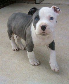 a small gray and white dog with blue eyes