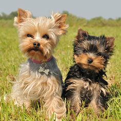 two small dogs are sitting in the grass