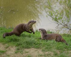 two otters are playing near the water