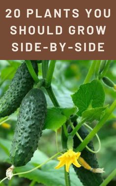 cucumbers growing on the vine with text overlay that reads 20 plants you should grow side by side