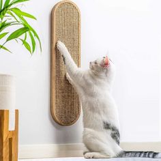 a cat is reaching up to reach the wall with its paw and paw on it