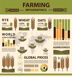 Grain growing agriculture infographics, farm wheat Farm Infographic, Agriculture Infographic, Rice Ideas, Smart Farm, Design Infographic, Sustainable Farming, Game Background