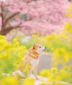 a dog is sitting in the middle of some yellow and pink flowers with trees behind it