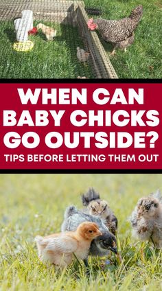 chickens and chicks in the grass with text that reads when can baby chicks go outside? tips before letting them out