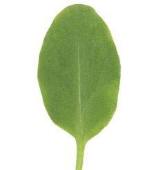 a single green leaf on a white background