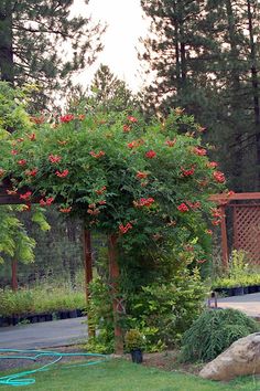 an outdoor garden with red flowers and green plants