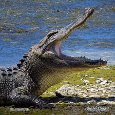 an alligator with its mouth open sitting by the water