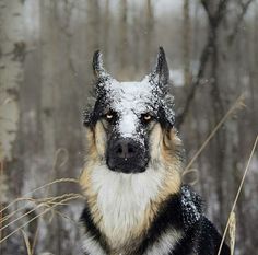 a dog is standing in the snow with it's head turned towards the camera