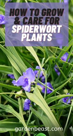 purple flowers growing in the grass with text overlay how to grow and care for spiderwort plants