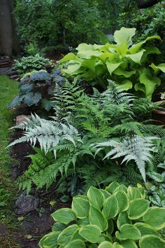 many different types of plants in a garden