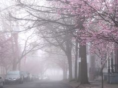 cars are parked on the street in front of some trees with pink flowers and fog