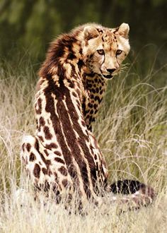 a cheetah sitting on the ground in tall grass