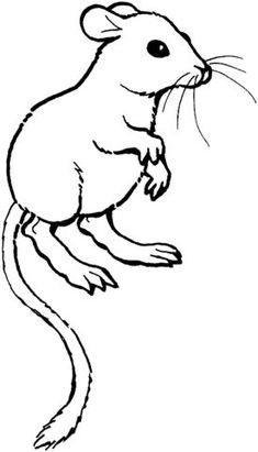 a rat is sitting on its hind legs