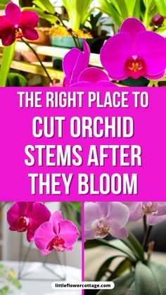 the right place to cut orchid stems after they bloom