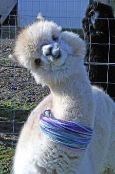 an alpaca standing in front of a fence with its mouth open and tongue out