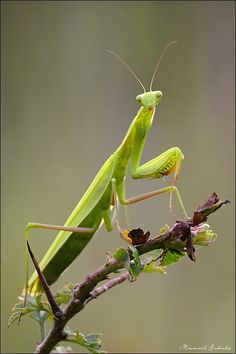 a green praying mantissa sitting on top of a tree branch