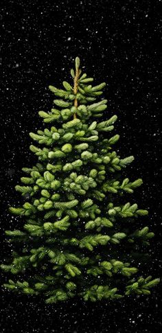 a pine tree is shown in the dark with snow falling on it and green needles