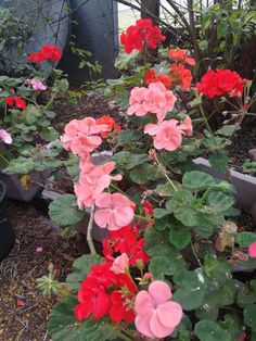 some pink and red flowers in a garden