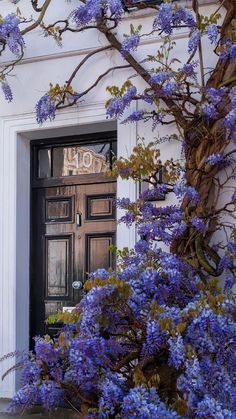 purple flowers are growing in front of a door