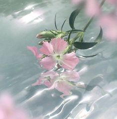 some pink flowers are floating in the water