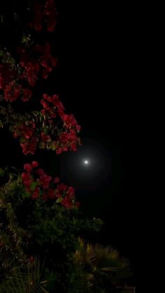 the moon is shining brightly in the dark sky above some trees and flowers at night