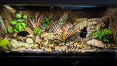 an aquarium filled with plants and rocks