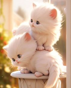 two white kittens sitting on top of each other