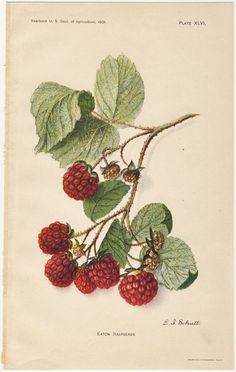 raspberries on a branch with green leaves