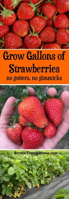 strawberries growing in the garden with text overlay that reads grow gallons of strawberries no gutters, no limitss