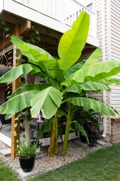 a large green plant sitting in the middle of a yard next to a white house