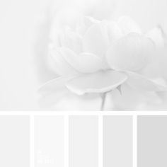 a white flower is shown in the middle of color swatches