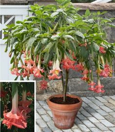 a potted plant with pink flowers and green leaves