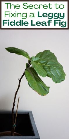 "Fiddle Leaf Fig leggy, Fiddle Leaf Fig stretching, Fiddle Leaf Fig leaning, 
Fiddle Leaf Fig elongated, Fiddle Leaf Fig growth, Fiddle Leaf Fig care, 
Fiddle Leaf Fig pruning, Fiddle Leaf Fig sunlight, Fiddle Leaf Fig 
watering, Fiddle Leaf Fig soil, Fiddle Leaf Fig repotting, Fiddle Leaf Fig 
support." How To Care For Fig Leaf Plant, Leggy Fiddle Leaf Fig, Fiddle Fig Tree Indoor, Propagate Fiddle Leaf Fig, Fig Leaf Plant, Fig Plants, Indoor Aesthetic, Fig Tree Plant