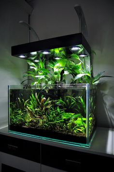 an aquarium with plants in it on top of a table next to a wall mounted light