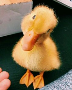 a small yellow duckling sitting in front of a person's hand and looking at the camera